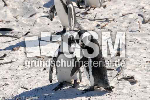 Brillenpinguin (106 von 148).jpg